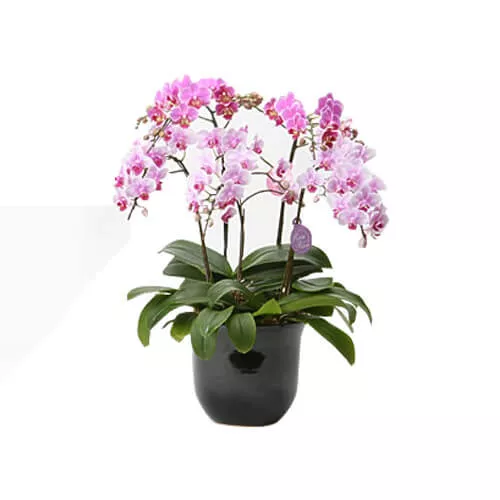 Phalaenopsis Orchid