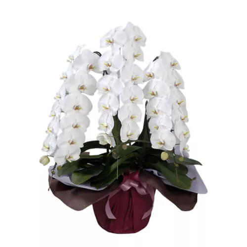 High Quality Phalaenopsis 