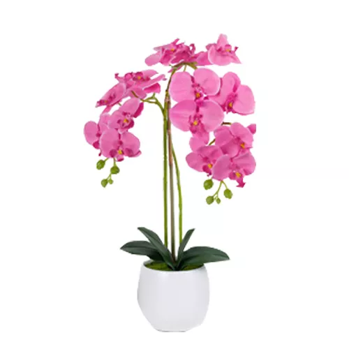 Outstanding Phalaenopsis