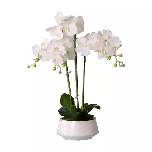 Orchid Phalaenopsis