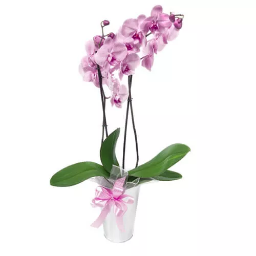 Marvelous Orchid Phalaenopsis