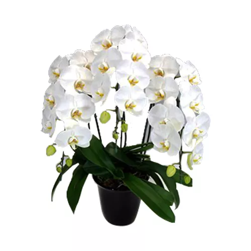 Exceptional Beauty Of Orchid 