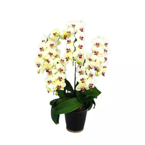 Plant Of The Golden Age