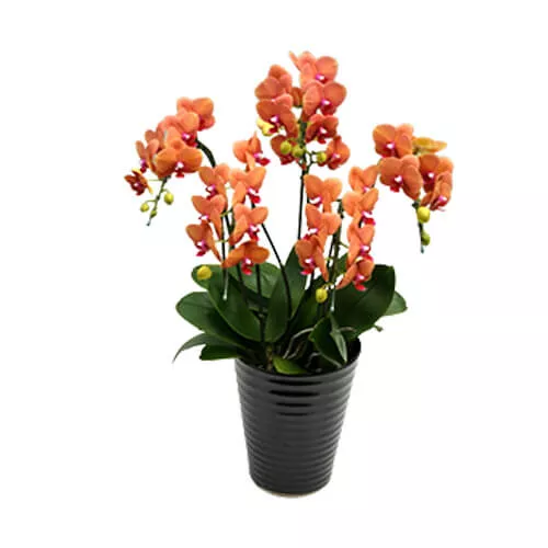 Plant For Surf Song