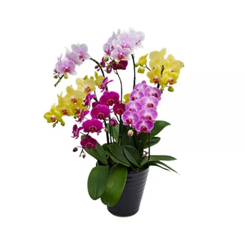Midi Mix Plant