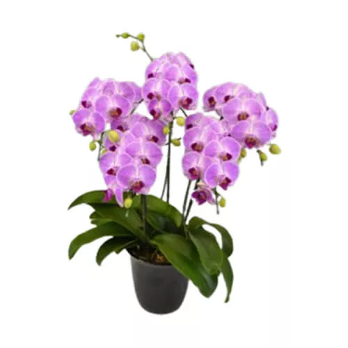 Sorella Candy Plant