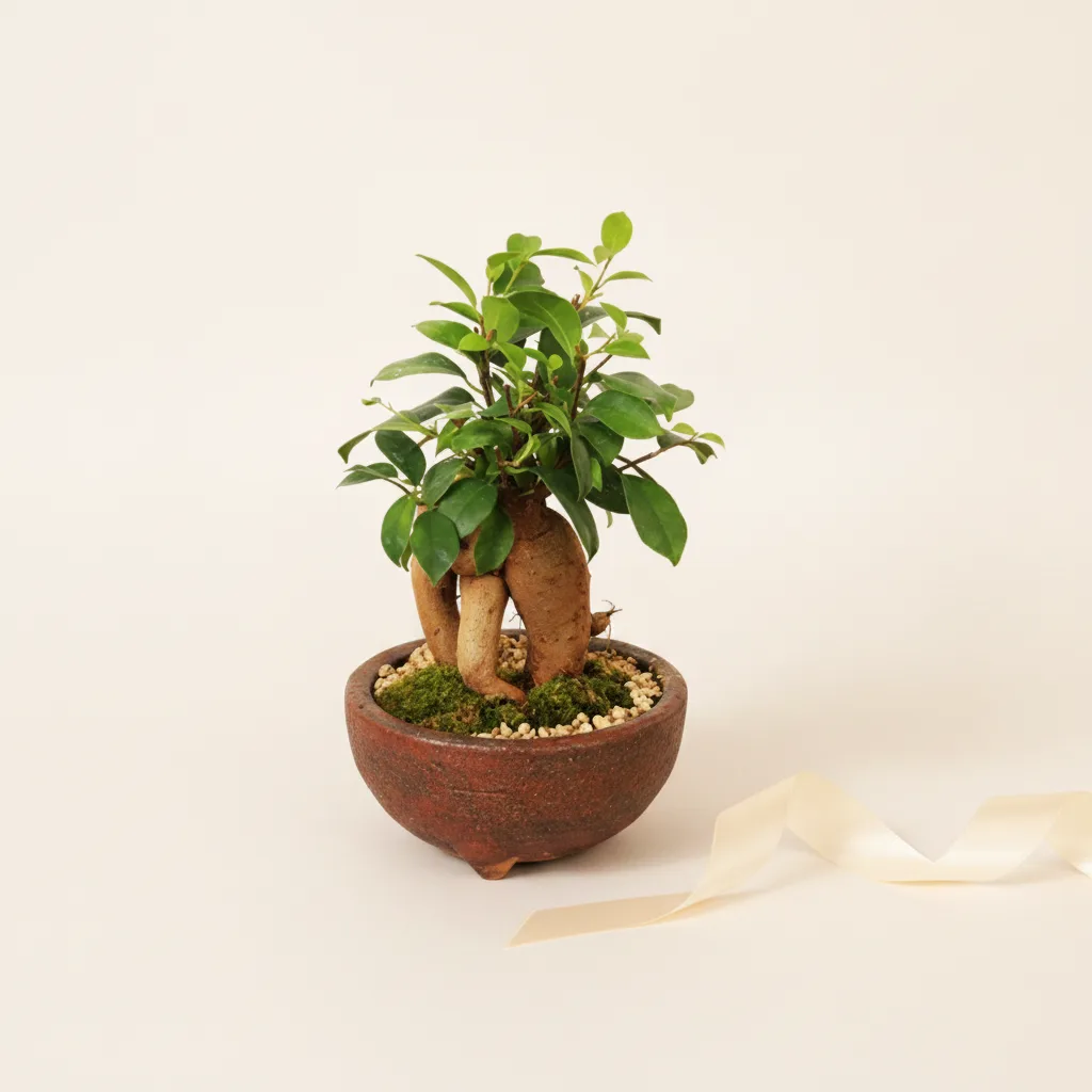 Banyan Plant