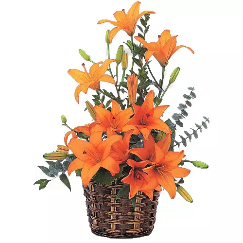 Excellent Lily Arrangement
