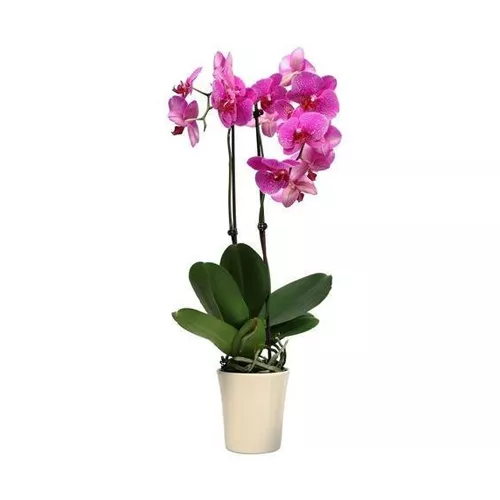 Dark Pink Rin Rin Phalaenopsis