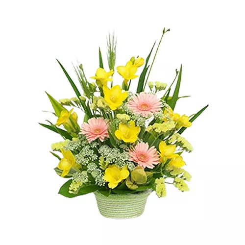 Delightful Freesia and Gerbera Ensemble