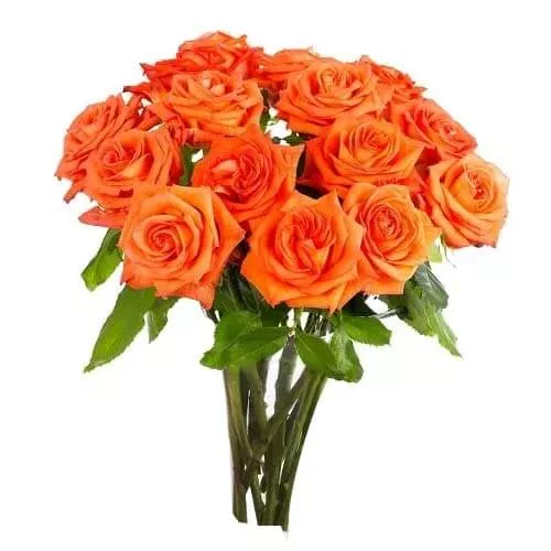 Spectacular 12 Orange Roses